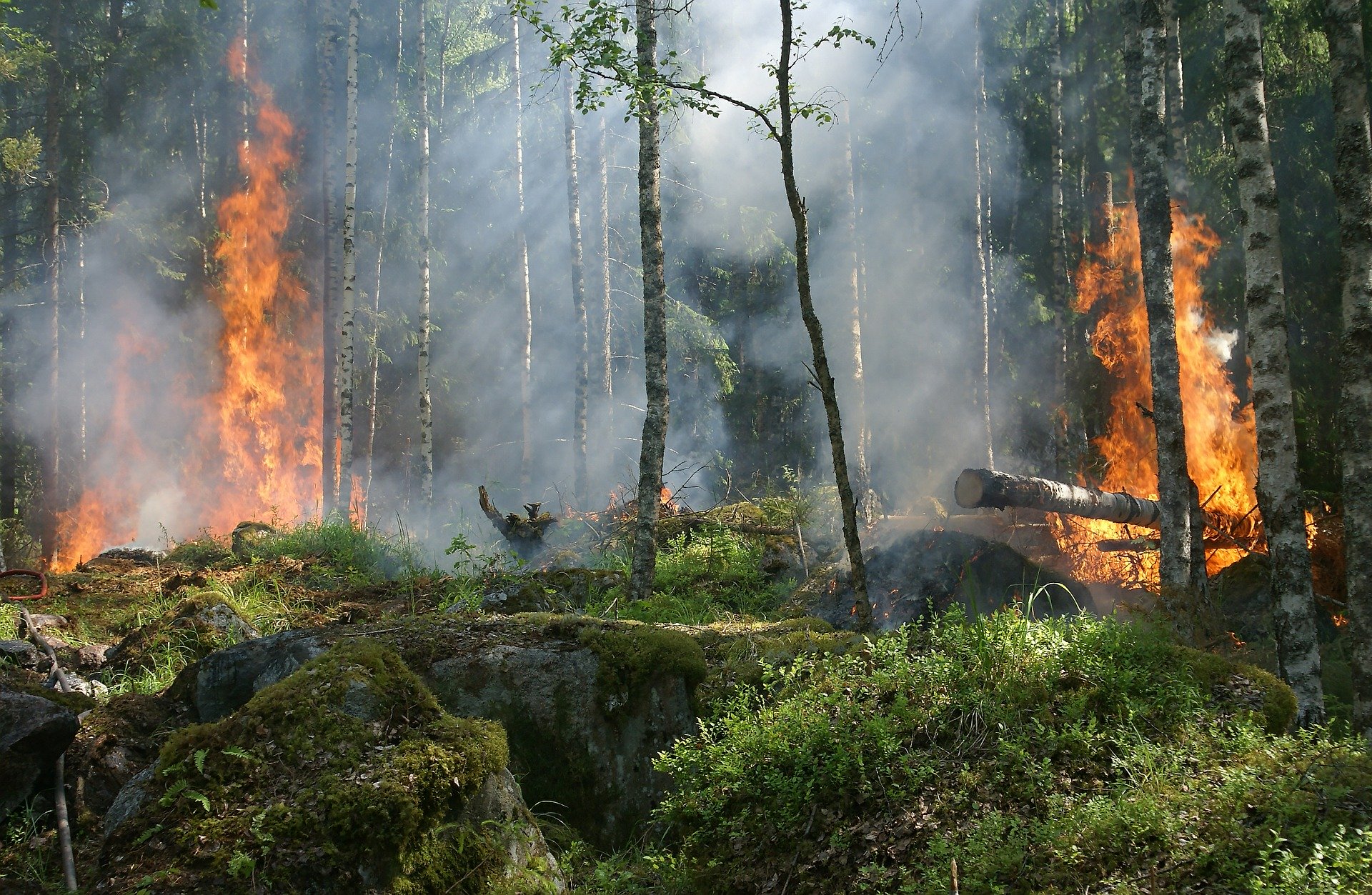 forest-fire-432870_1920