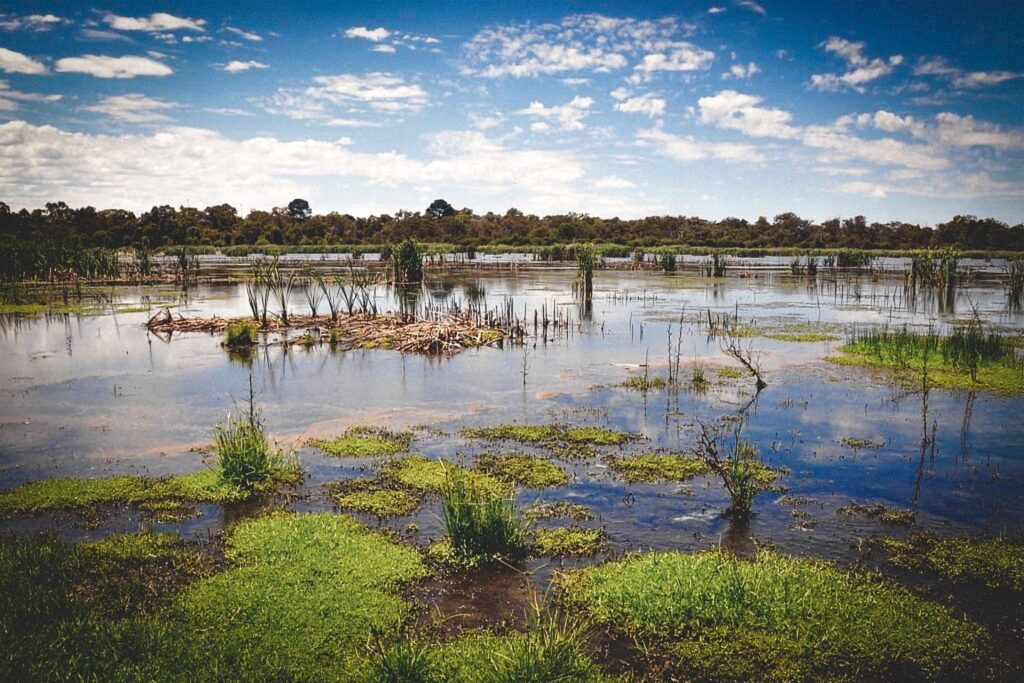 Wetland Park